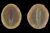 Fossil Worm (Astreptoscolex) Pos/Neg - Illinois #120717-1